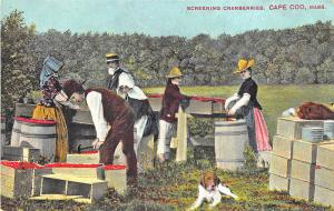 Cape Cod MA Workers Screening Cranberries Barrels Dog Postcard