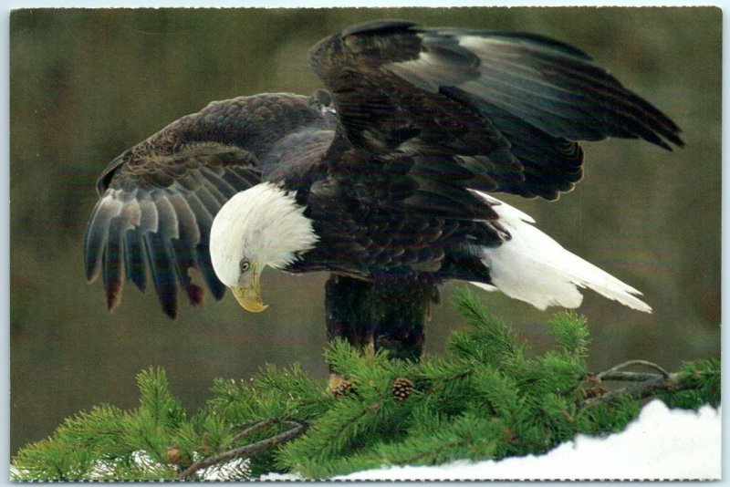 Postcard - The Bald Eagle 