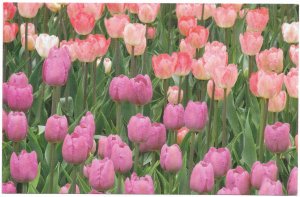 US Mint Card. Tulips. Harlequin. 2006