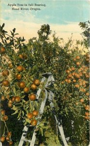 Hood River Oregon Apple Tree Portland C-1910 Farm Agriculture Postcard 21-8426