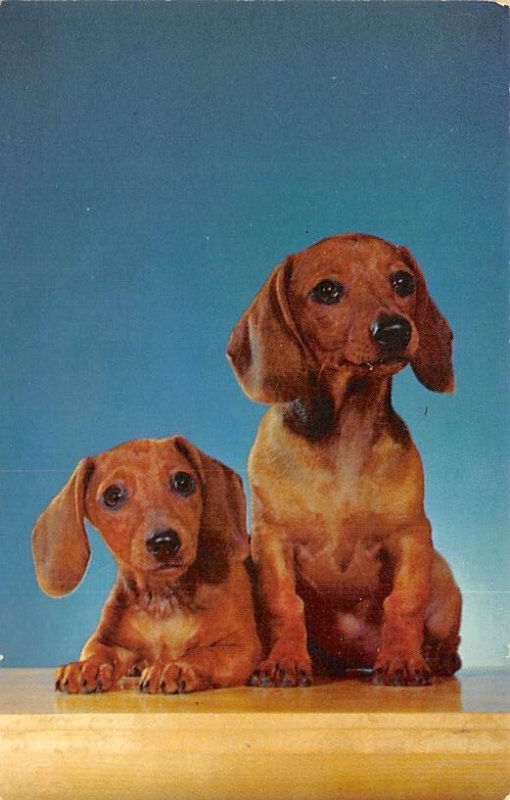 Hansel and Gretel Dog Unused 