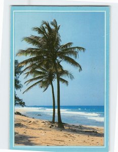 Postcard Beautiful palms along Florida beach Greetings from Florida USA