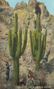 USA Giant Cactus 45 Feet in Height Arizona Vintage Postcard 07.16 