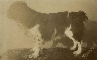 Dog Rover Real Photo c1910 Postcard