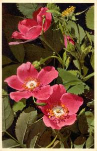 Flowers -   Alpine Bryar Rosa                            (Thor & Gyger #2059)