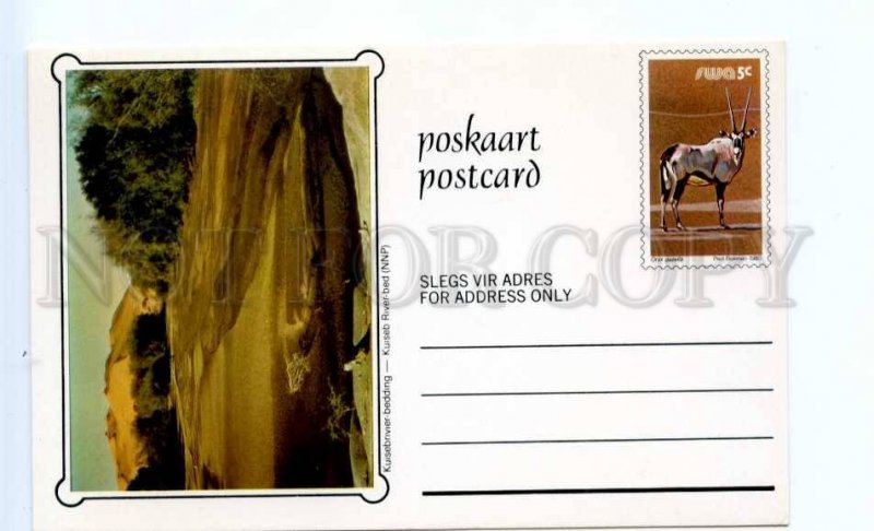 420431 SOUTH AFRICA SWA 1980 year Kuiseb River-bed antelope postal postcard