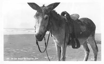 RPPC Donkey On the Beach at Seaside, Oregon Burro Boyer Photo c1940s Postcard