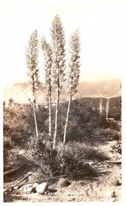 Postcard Real Photo The Four Sisters California Yuccos CA RPPC