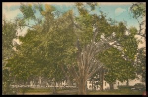 The Lafayette Elm, Kennebunk, Me