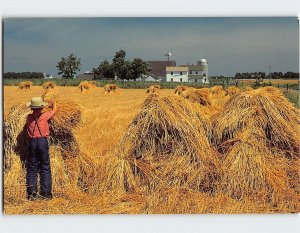 Postcard Amish Wheat Harvest, Pennsylvania