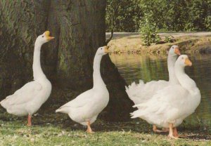 Happy Smiling Singing Geese At Stoughton Grange Oadby Farm Leicester Postcard