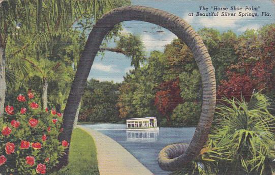 Florida Silver Springs The Horse Shoe Palm 1947 Curteich