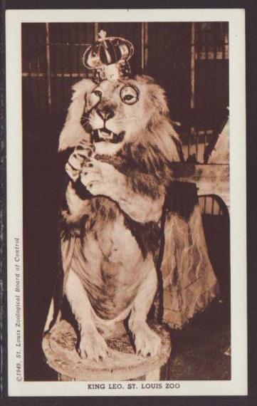 King Leo the Lion,St Louis Zoo,MO Postcard 