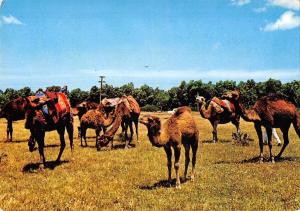 BR71950 xauen camel chamel   animal animaux morocco