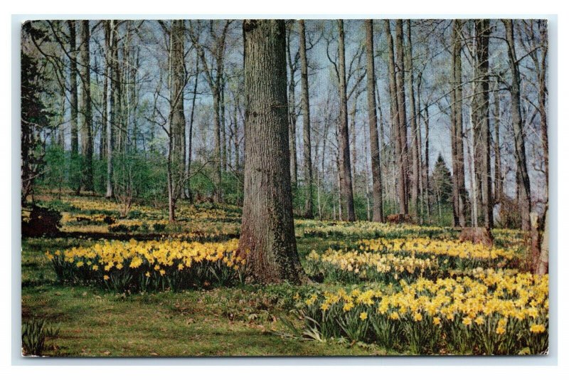 Postcard The Winterthur Gardens, Winterthur DE Delaware dated 1965 M13