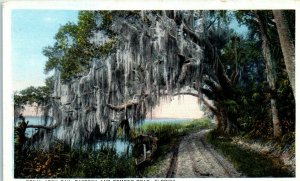 1920s Royal Arch Oak Daytona & Ormond Rd Spanish Moss Florida Landscape Postcard