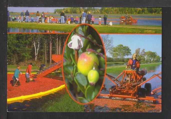 Cranberry Harvesting Postcard 