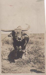 RPPC OXEN PHILIPPINES ISLANDS REAL PHOTO POSTCARD (c. 1910)