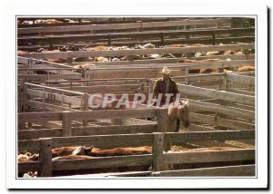 Modern Postcard Amarillo Herd to corral