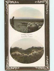 Circa 1910 rppc FIELD FULL OF LAMBS AND SHEEP r6753