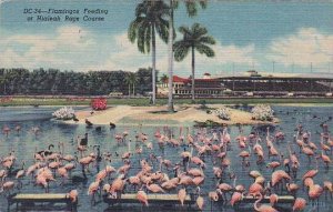 Florida Miami Flamingos Feeding At Hialeah Race Course