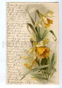 240681 Daffodil NARCISSUS by C. KLEIN vintage Meissner #1047