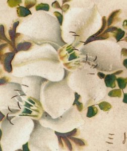 1880s-90s Raphael Tuck Happy Christmas Series 116 Lovely White Flowers #2 F159