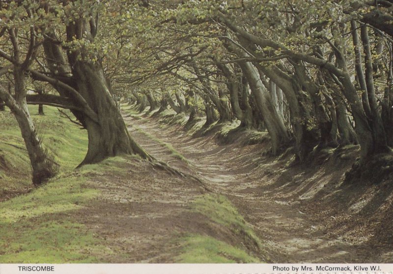 Triscombe Somerset Spooky Twisted Woods Path Postcard