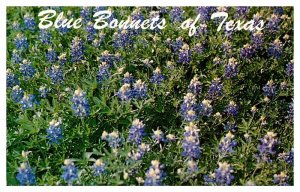 Postcard NATURE SCENE State Of Texas TX AU1923