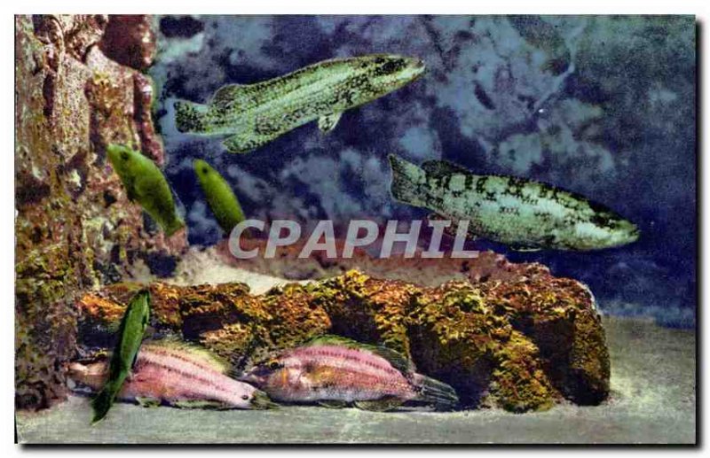 Postcard Modern Aquarium Monaco Cliche Property exclusive Barba Oceanographic...