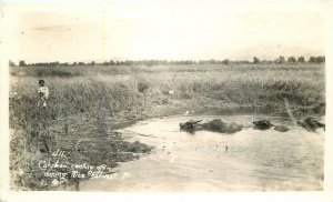 Postcard RPPC Philippines 1920s Cariboo Rice Harvest #411 1920s 23-3041