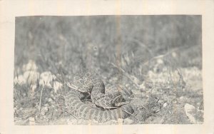 RPPC COBRA OR RATTLER SNAKE REAL PHOTO POSTCARD (c. 1920s) **