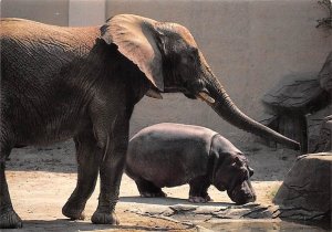 African Elephant, Cincinnati Zoo 