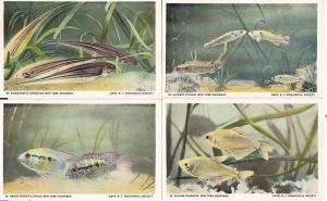 Fishes - NY Aquarium