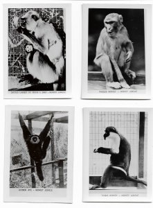 The Monkey Jungle - Vintage Postcard - photo folder - Miami Florida - 10 photos