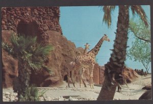 Texas BROWNSVILLE Reticulated Giraffe seen at Glady Porter Zoo pm1976 ~ Chrome