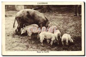 Postcard Old Pig Pork Meals in Auvergne family