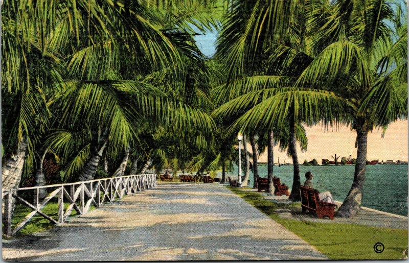 Vtg Promenade In Bayfront Park Miami Florida FL Linen Postcard