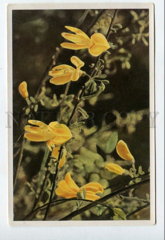 428018 Flower Sarothamnus scoparius Sammelwerk Tobacco Card w/ ADVERTISING