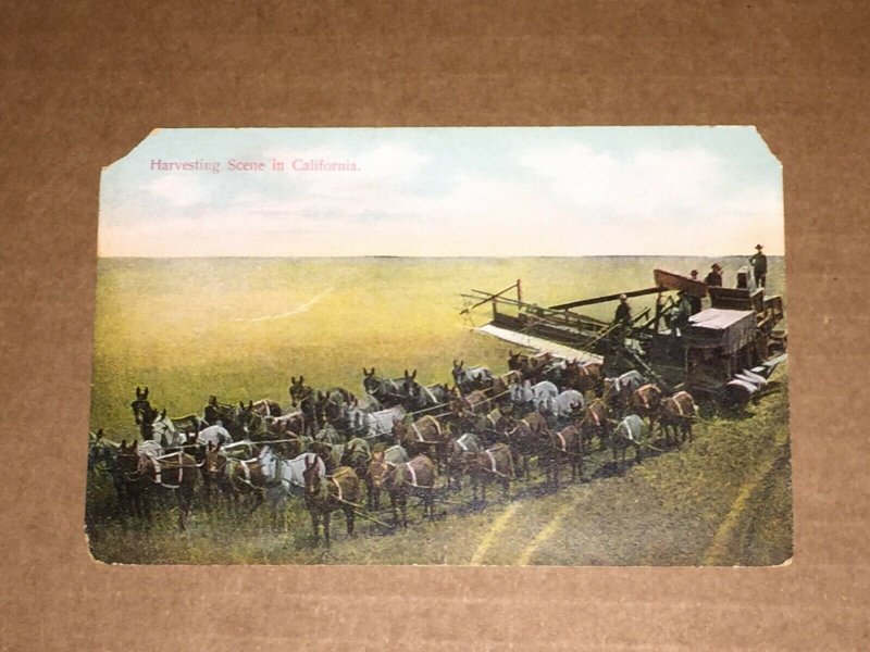 VINTAGE UNUSED POSTCARD HARVESTING SCENE IN CALIFORNIA  PENNY PC