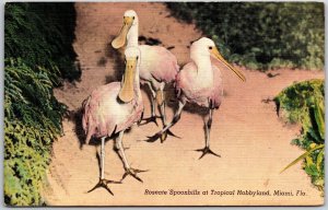 Miami FL-Florida, Roseate Spoonbills at Tropical Hobbyland,Aquatic Bird Postcard