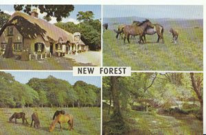 Hampshire Postcard - Views of The New Forest - Hampshire - Ref 7975A