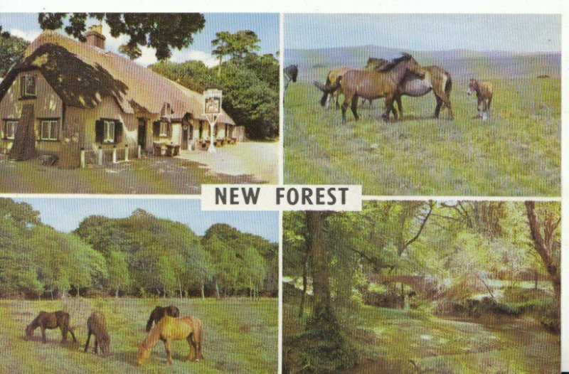 Hampshire Postcard - Views of The New Forest - Hampshire - Ref 7975A