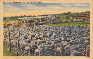 Sheep Shearing Stock Yard in the Southwest postmarked Texas 1946 postcard