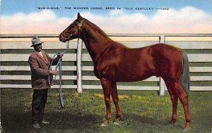 Man O' War The Wonder Horse View Images 