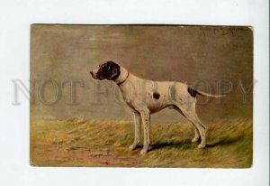 3156959 HUNT Dog POINTER by MULLER Vintage colorful PC