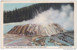 Sponge Geyser, 4 feet, Yellowstone National Park, Wyoming, 1930-40s