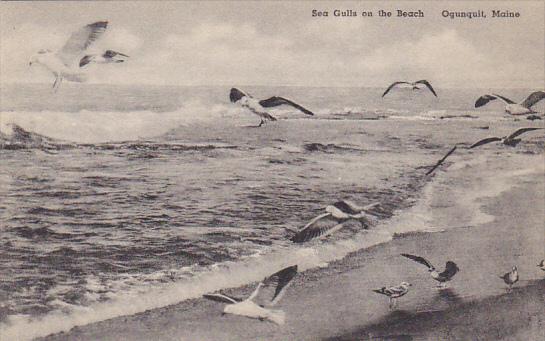 Sea Gulls On The Beach Ogunquit Maine Albertype