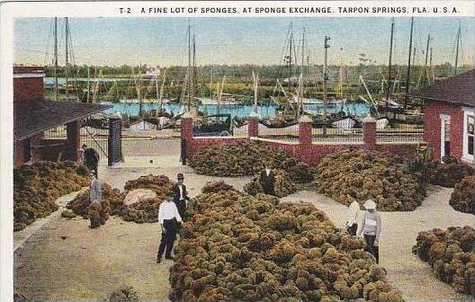 Florida Tarpon Springs A Fine Lot Of Sponge Exchange And Sponge Fleet