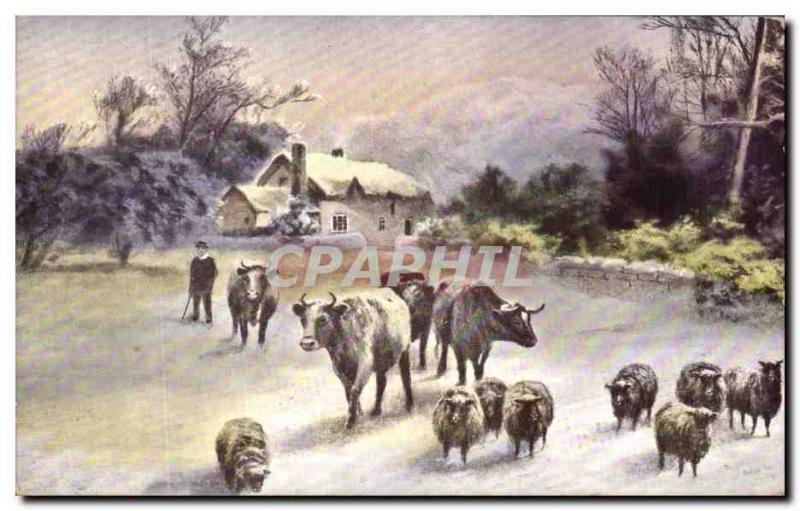 Old Postcard Fancy Cows Sheep